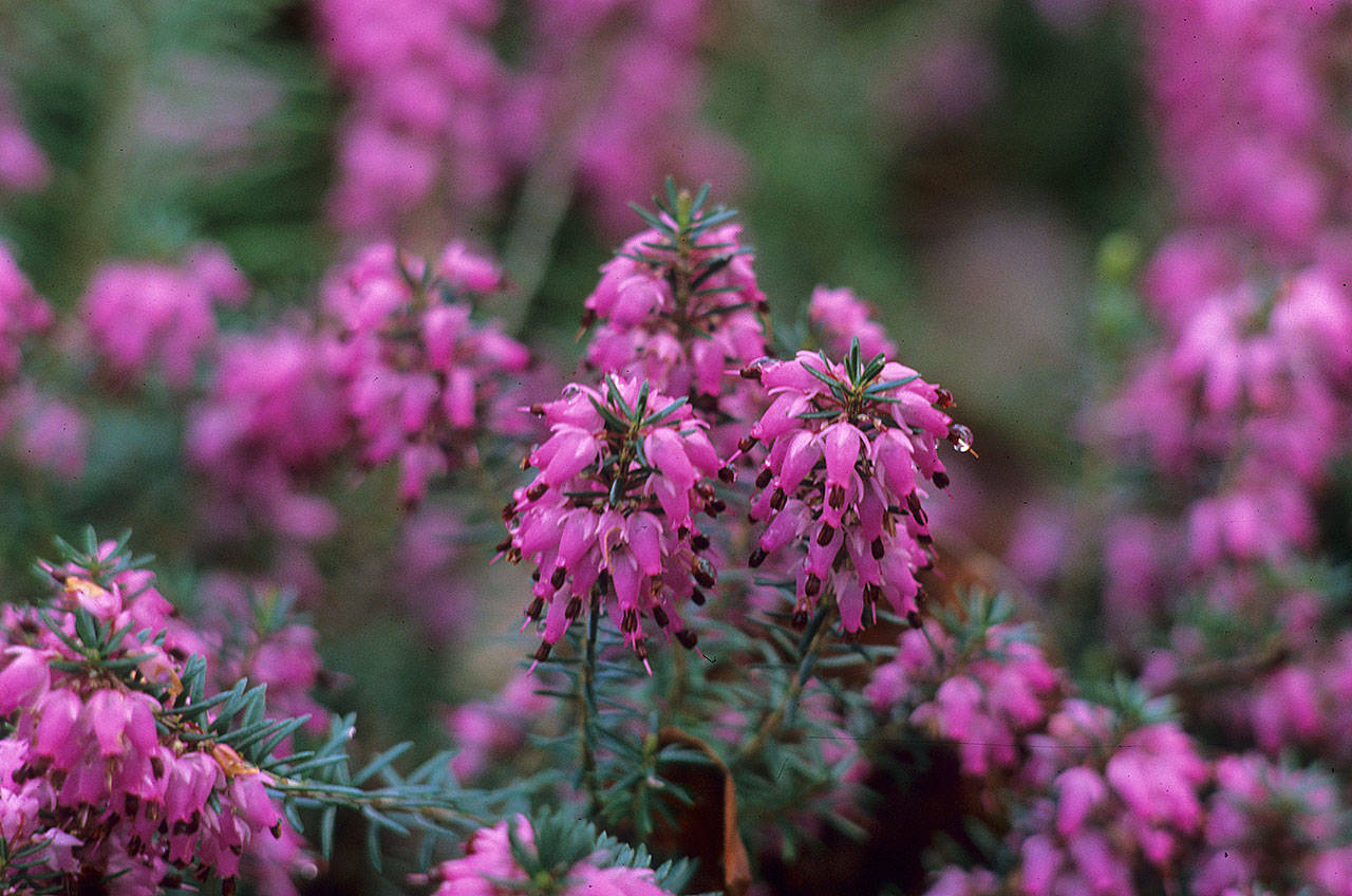 Erica carnea 'Rubinteppich'